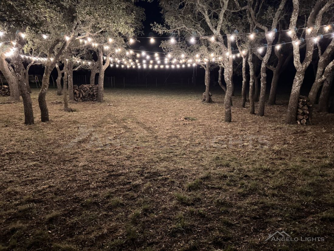 String lights hung through an oak grove at night