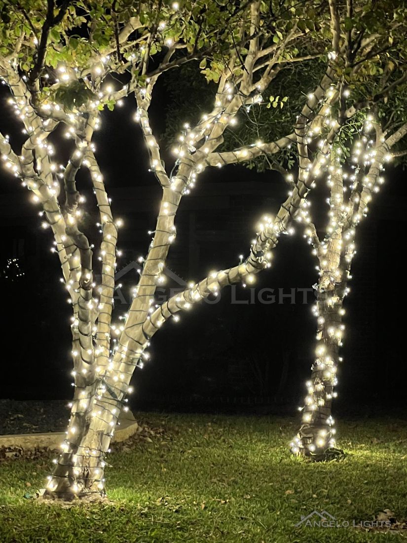 Tree trunks wrapped in warm white lights